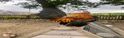 Chickens poultry for sale: High Quality Serama Bantam - Advert 2