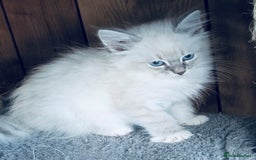 Neva Masquerade cats for sale: Adorable Siberian Neva Masquerade Kittens for Sale - Image 4
