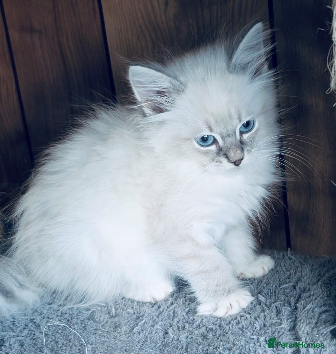 Neva Masquerade cats for sale: Adorable Siberian Neva Masquerade Kittens for Sale - Image 4