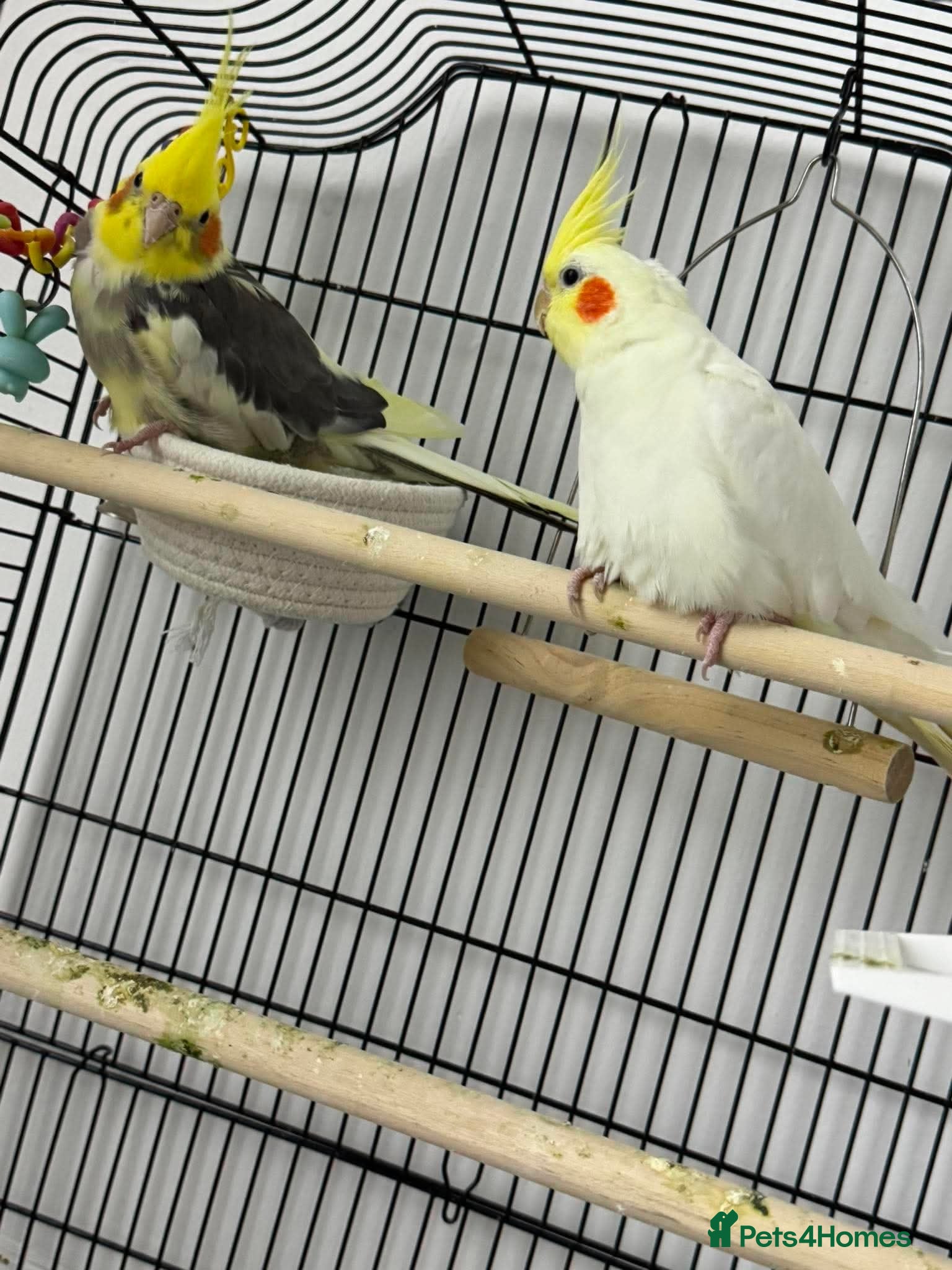 Cockatiels birds 2 gorgeous cocktails for sale  - Advert 3
