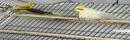 Cockatiels birds for sale: 2 gorgeous cocktails for sale  in Bootle - Advert 1