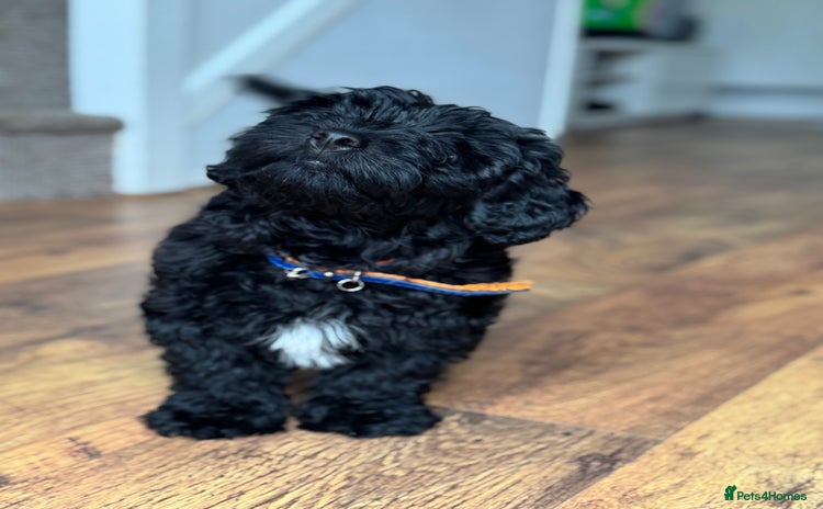 Mixed Breed dogs Beautiful havapoo’s READY TO GO 1 boy left - Advert 3