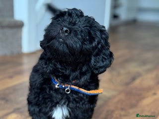 Mixed Breed dogs Beautiful havapoo’s READY TO GO 1 boy left - Advert 3