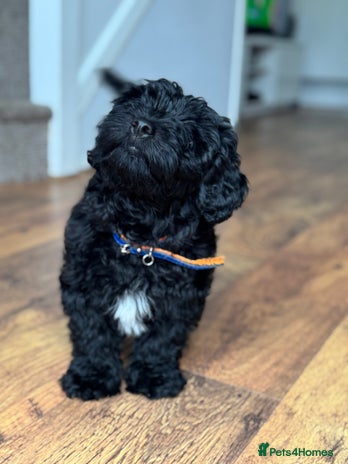 Mixed Breed dogs Beautiful havapoo’s READY TO GO 1 boy left - Advert 3