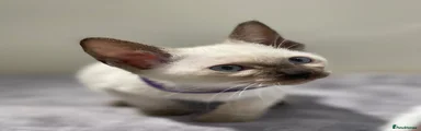 Siamese 5