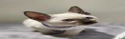 Siamese cats for sale: GCCF Registered Traditional Siamese Kittens.  - Advert 32