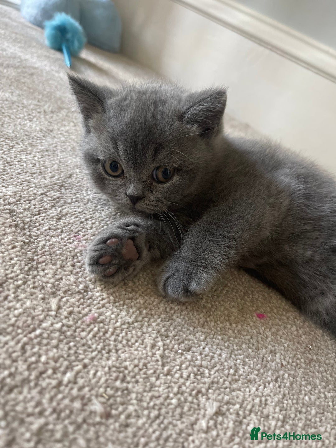 British Shorthair cats for sale: Last Chunky Boy ready to go✨ - Image 4