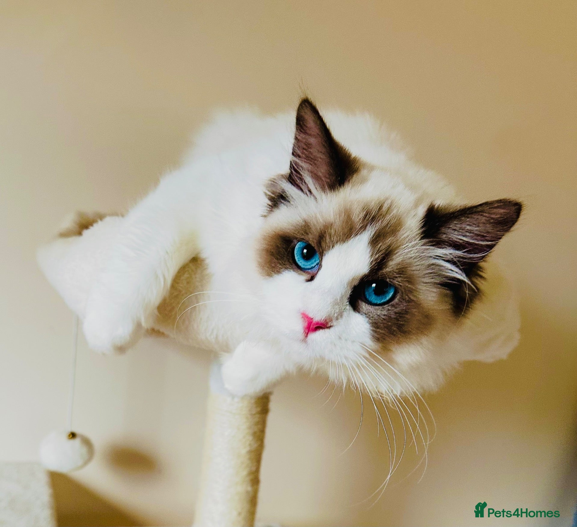 Ragdoll cats for sale: Gorgeous seal bi colour GCCF registered 💙 - Advert 2