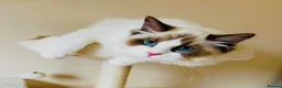 Ragdoll cats for sale: Gorgeous seal bi colour GCCF registered 💙 - Advert 4