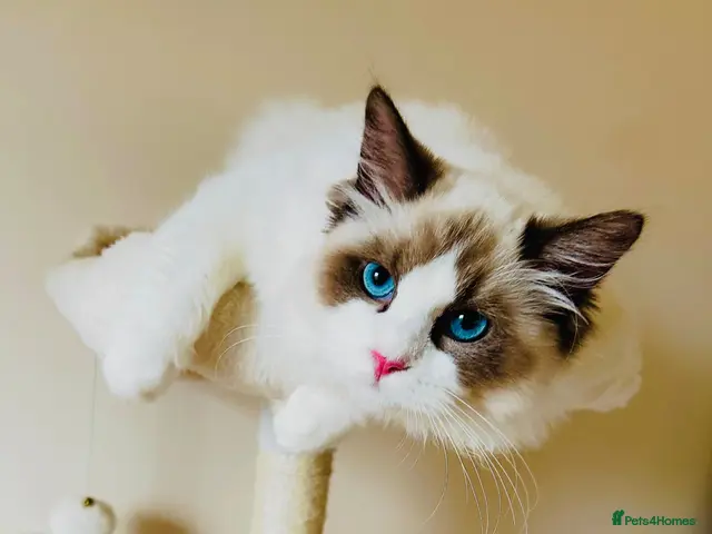 Ragdoll cats for sale: Gorgeous seal bi colour GCCF registered 💙 - Advert 1
