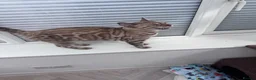 Bengal cats for sale: TICA Reg Seal Mink Female. Available on Active Reg - Advert 4