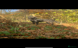 Labrador Retriever dogs for stud: Lab stud  - Image 3