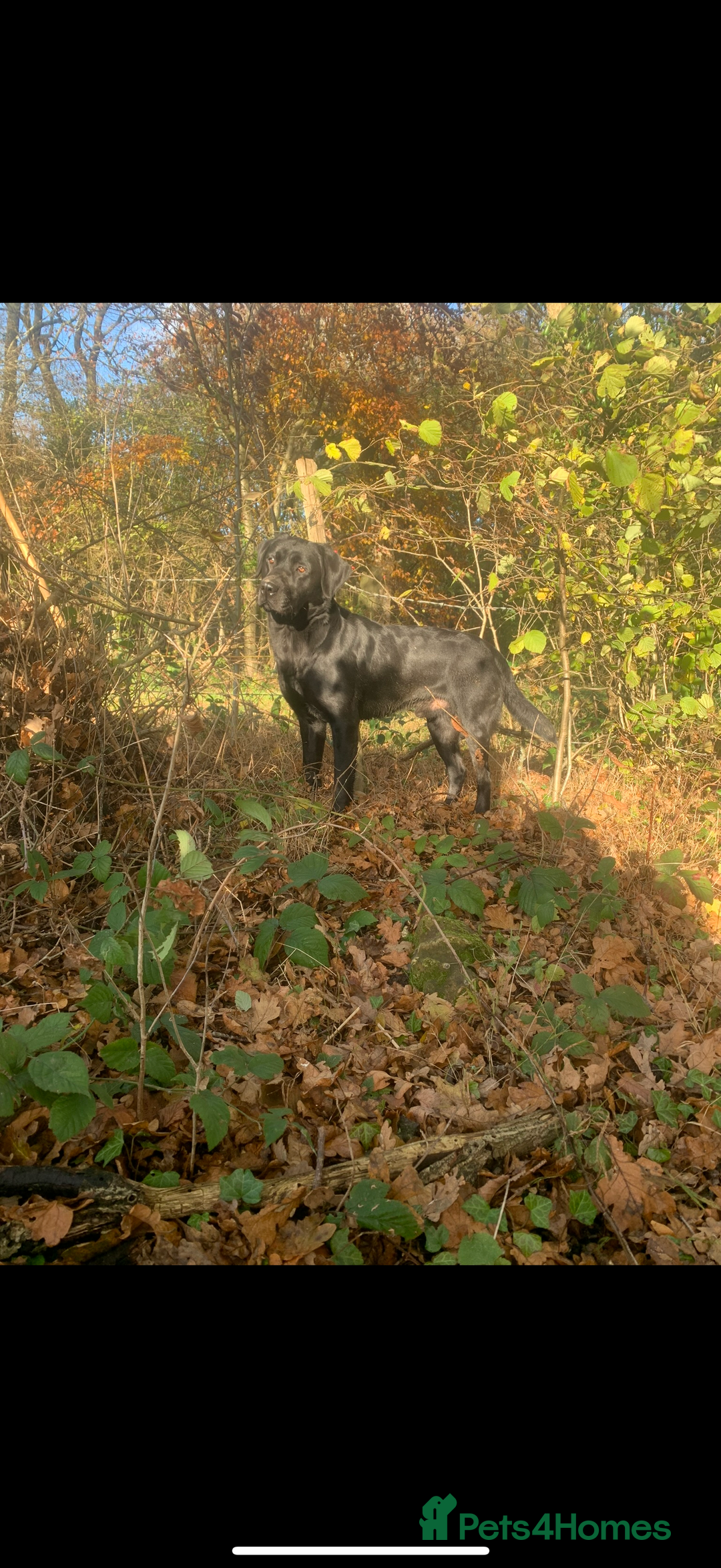 Labrador Retriever dogs for stud: Lab stud  - Image 3
