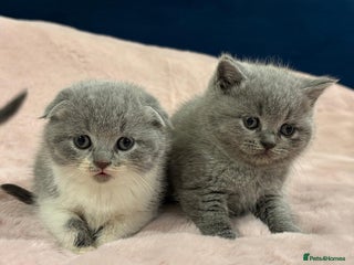 Scottish Fold cats Chunky Scottish fold/straight kittens - Advert 10