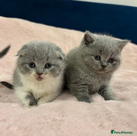 Scottish Fold cats Chunky Scottish fold/straight kittens - Advert 3