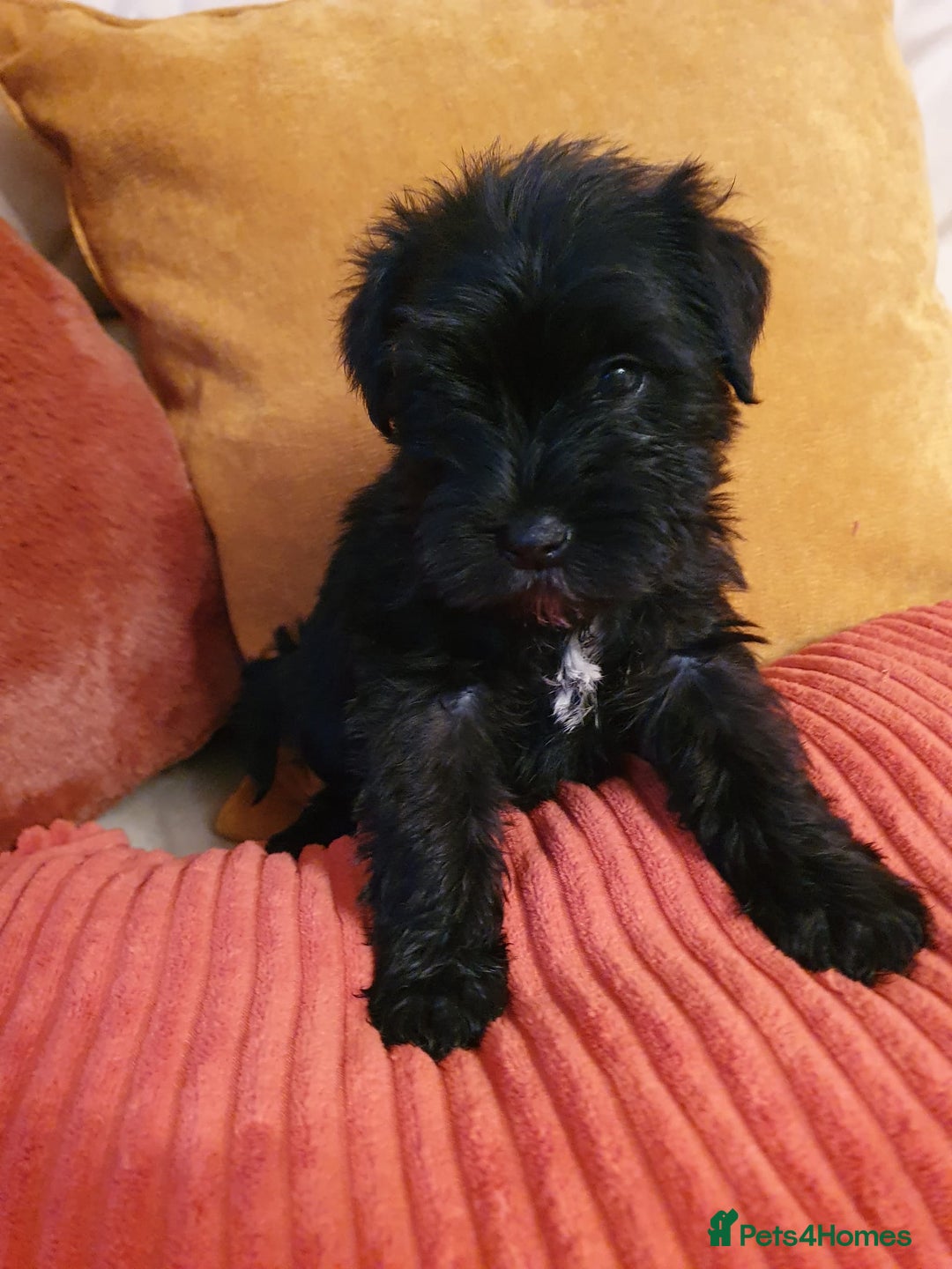 Miniature Schnauzer dogs for sale: Stunning kc registered miniature schnauzer pups. - Image 4