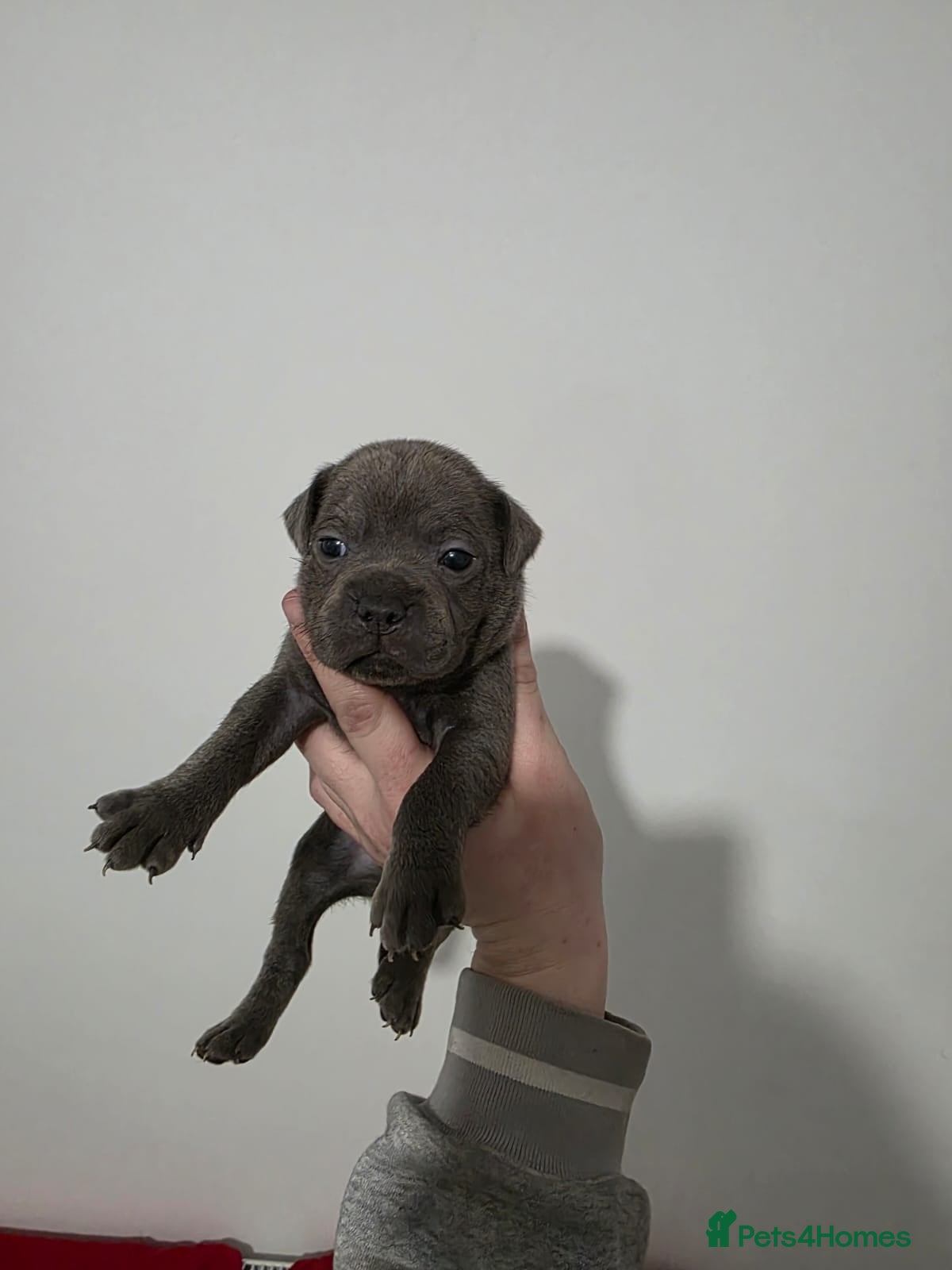 Staffordshire Bull Terrier dogs Blue Staffordshire Bull Terrier - Advert 1