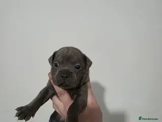 Staffordshire Bull Terrier dogs Blue Staffordshire Bull Terrier - Advert 1