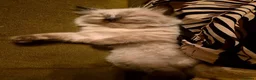 Ragdoll cats for sale: 3 beautiful fluffy ragdoll kittens - Advert 25