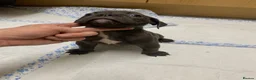 Olde English Bulldogge dogs for sale: Ready to leave Old English bulldog puppy’s  - Advert 13