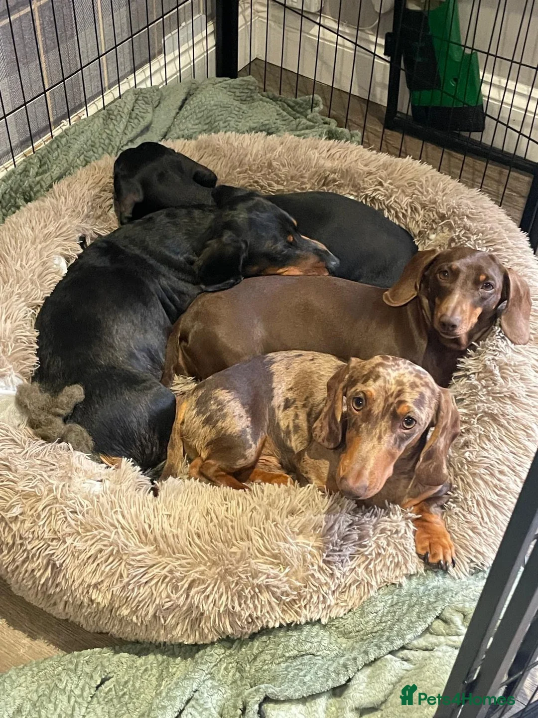 Miniature Dachshund dogs for stud: Kc reg miniature Chocolate dapple stud - Advert 2