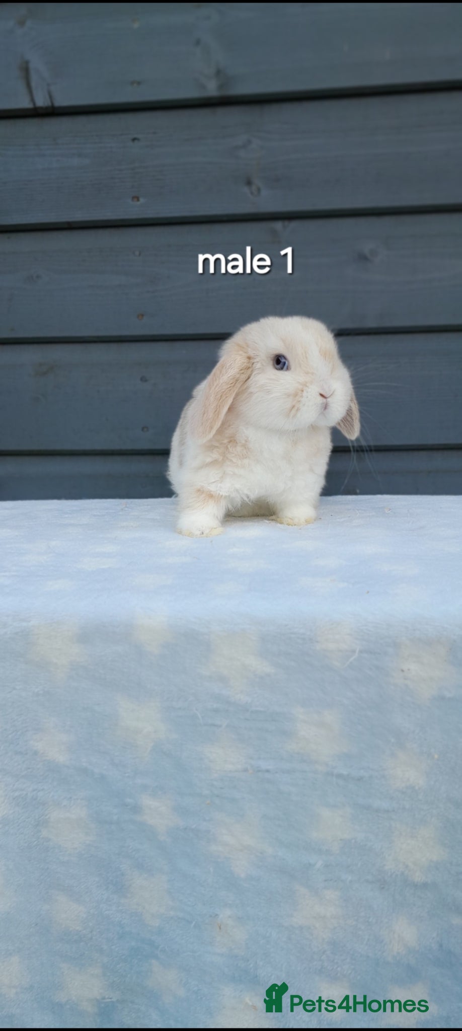 Mini Lop rabbits Gorgeous mini lop rabbits ready now  - Advert 2