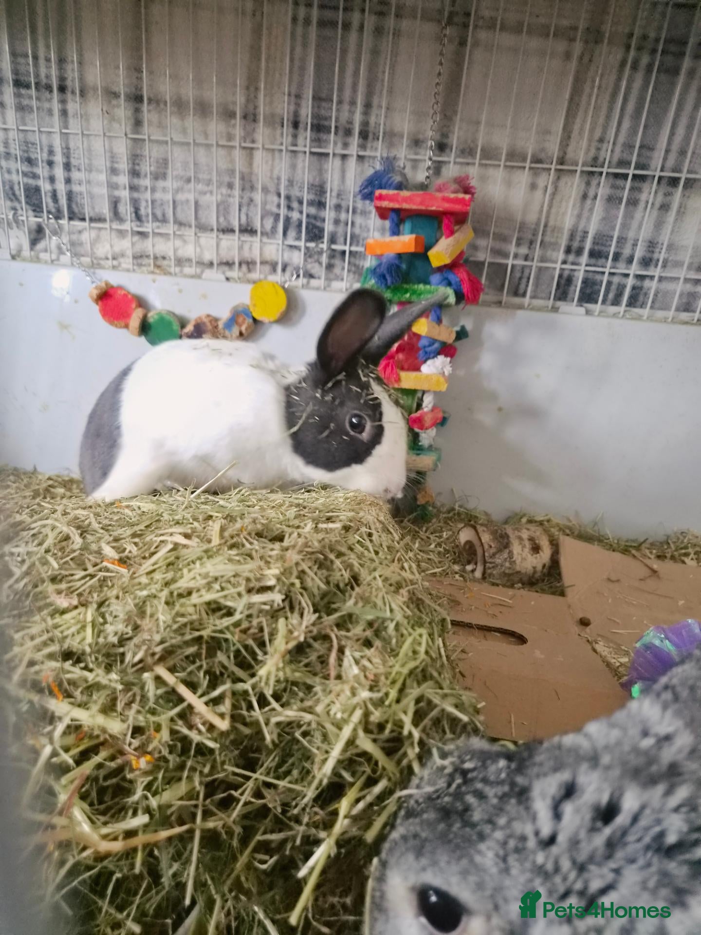 Dutch rabbits Dutch rabbit rehoming needed - Advert 7