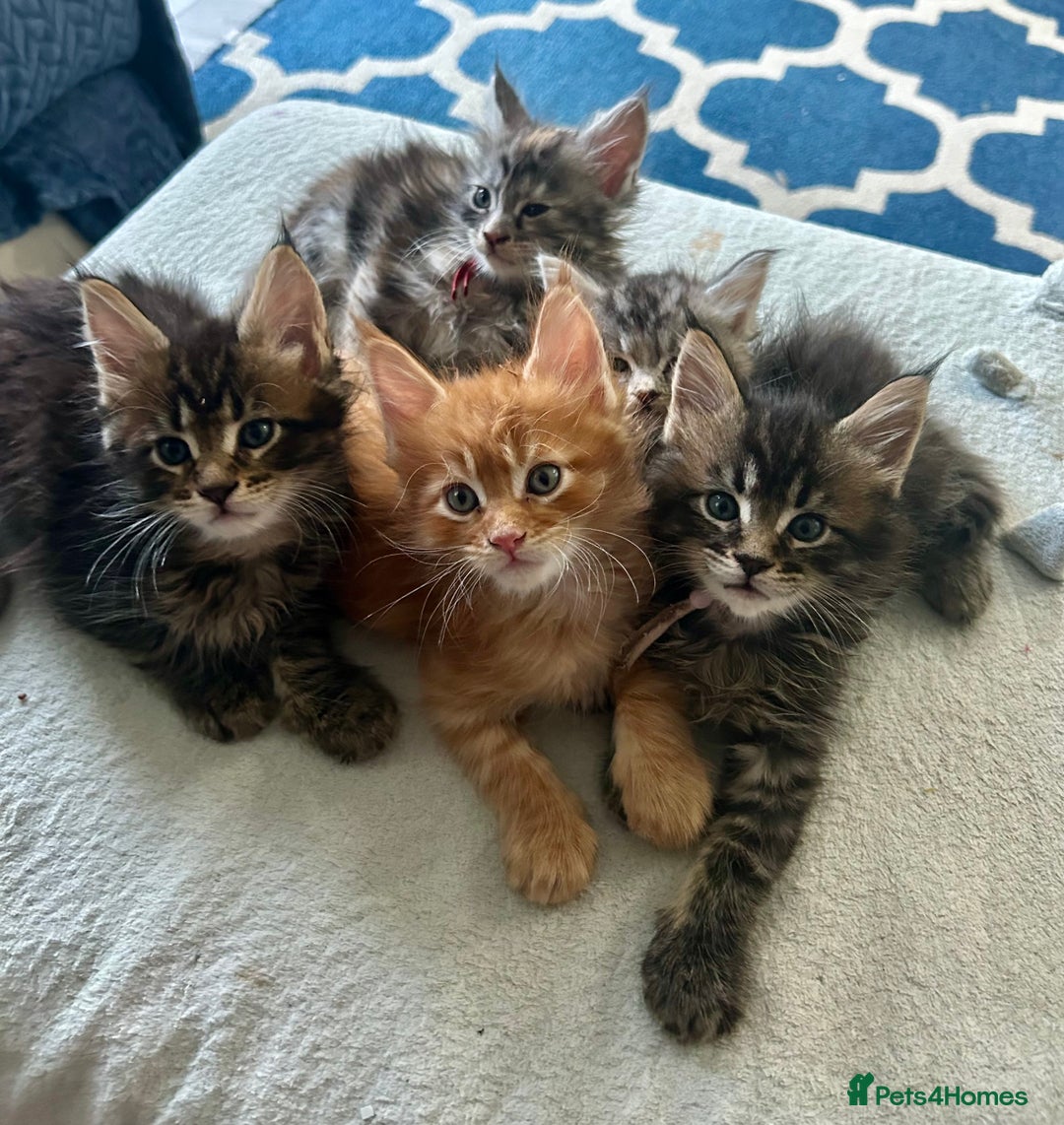 Maine Coon cats for sale: Pedigree MaineCoon Kittens - Image 1