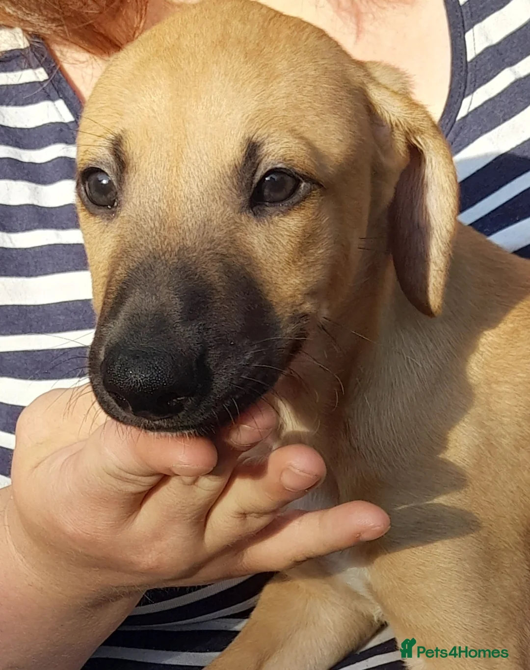 Lurcher dogs for sale: Stunning top quality lurcher puppies in Derby - Advert 1