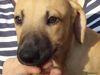 Lurcher dogs Stunning top quality lurcher puppies - Advert 2
