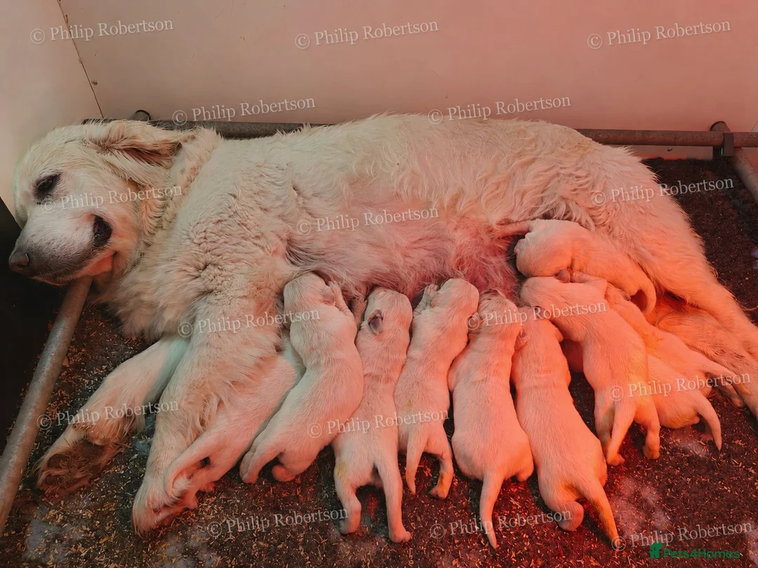 Golden Retriever dogs for sale: Chunky Cream Golden Retriever Puppies  - Advert 11