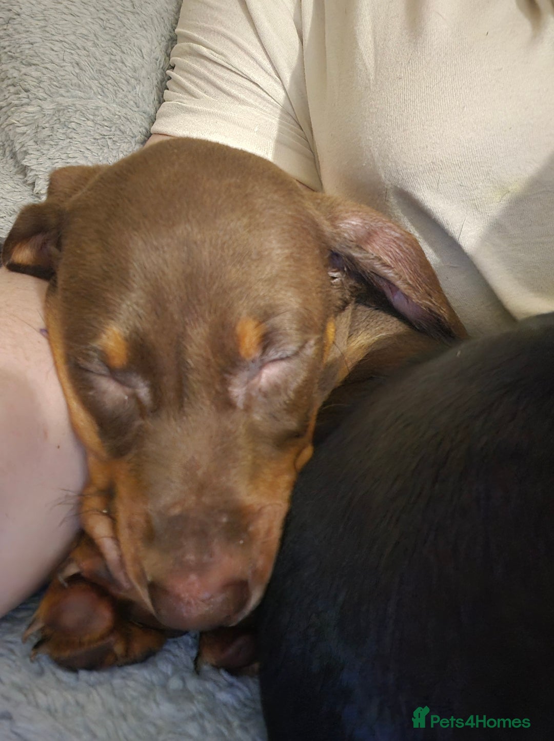 Miniature Dachshund dogs for sale: Chocolate male miniature dacshund  - Image 6