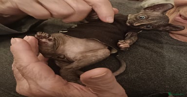 Sphynx cats - Advert 11