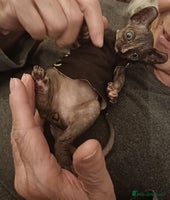 Sphynx cats - Advert 10
