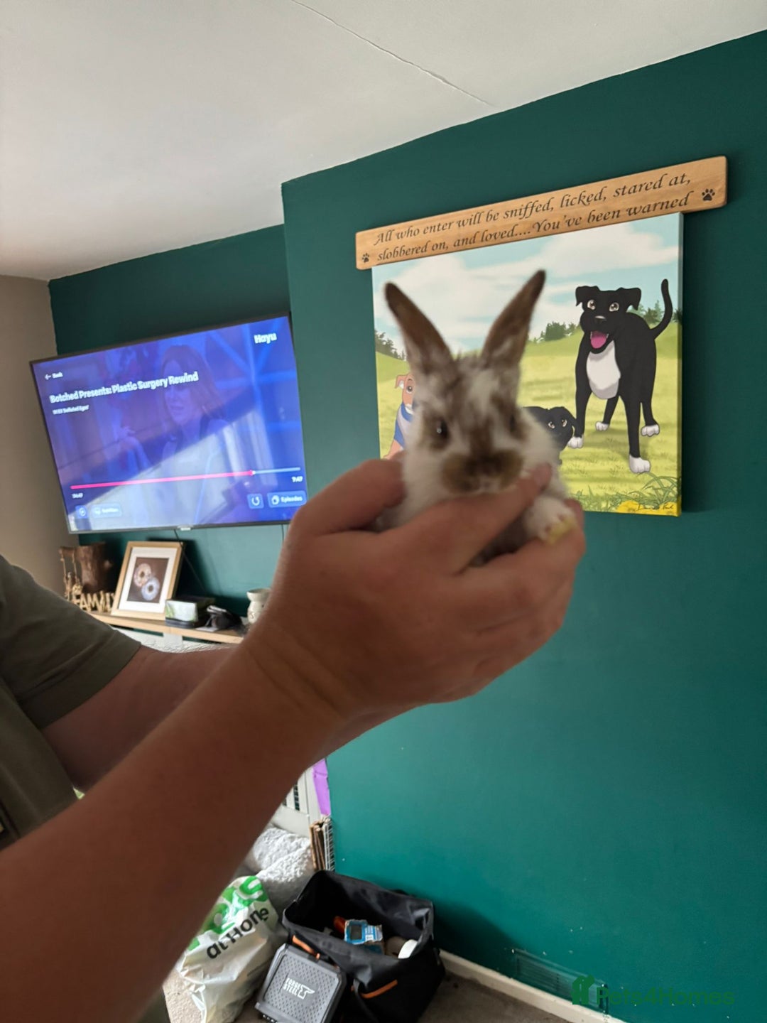 Mini Lop rabbits for sale: 8 baby rabbits - Image 13