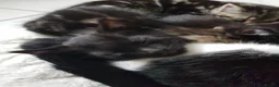 Mixed Breed cats for sale: Kittens ready now,  - Advert 7