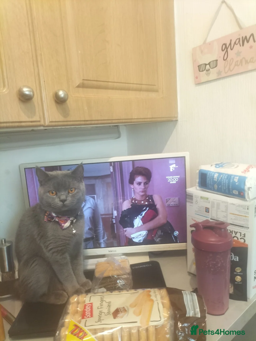British Shorthair cats for sale: British short hair  - Advert 1