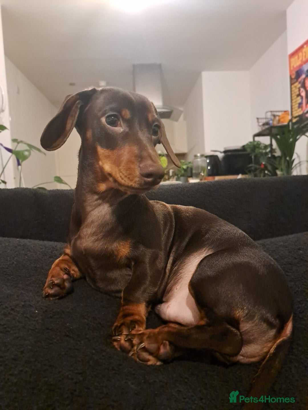 Miniature Dachshund dogs for stud: 🐶LOKI (KC Reg & PRA Clear) STUD💙 - Advert 4