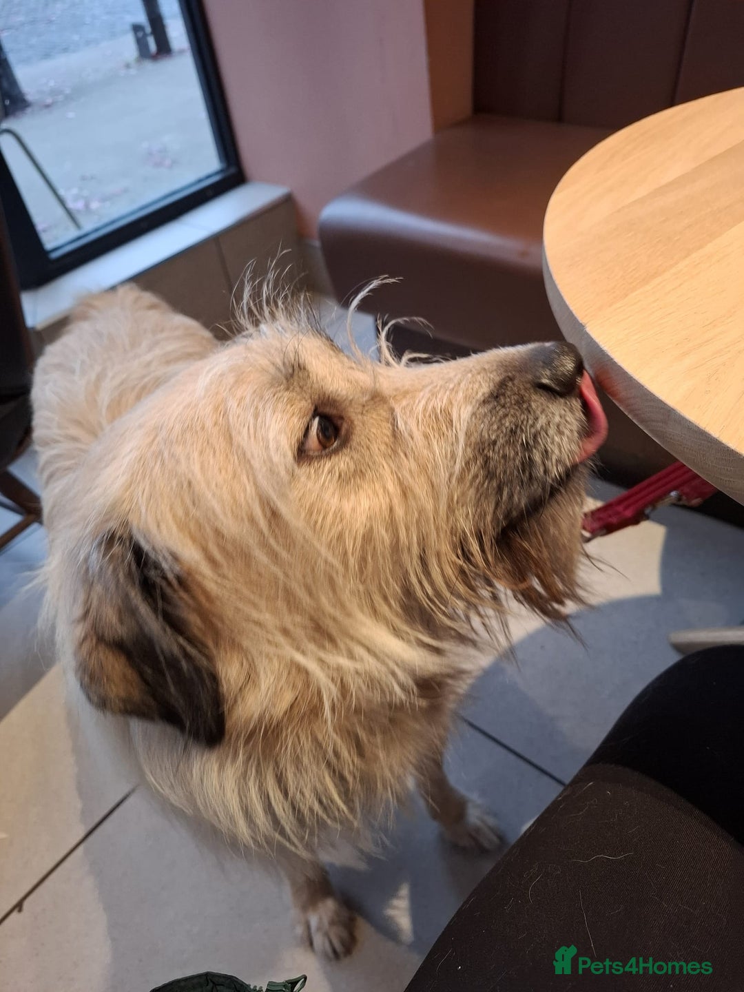 Mixed Breed dogs for adoption: 💙🐶 COOPER 🐶💙 - Image 6