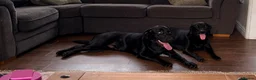 Springador dogs for stud: Bailey - proven Springador Stud - Advert 3