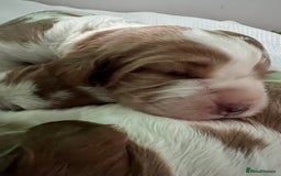 Welsh Springer Spaniel dogs for sale: 3 Girls Fully Health Tested Parents  - Image 5