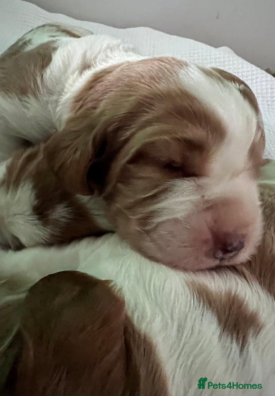 Welsh Springer Spaniel dogs for sale: 3 Girls Fully Health Tested Parents  - Image 5