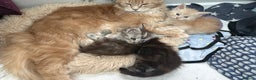 Maine Coon cats for sale: A litter of 7 Beautiful Maine coon kittens - Advert 18