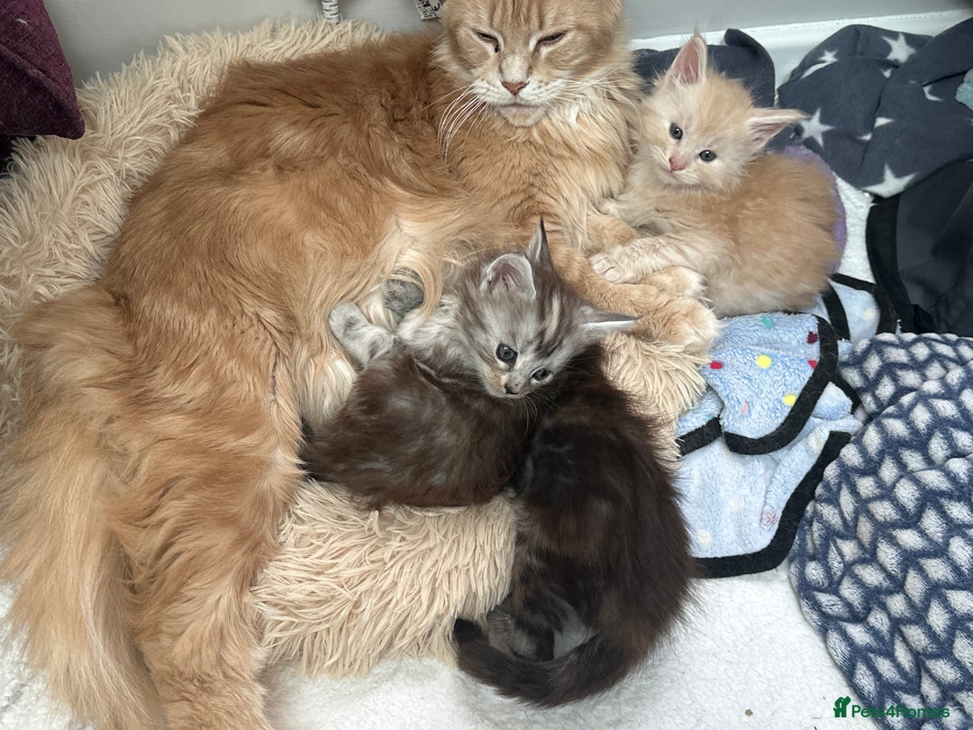 Maine Coon cats for sale: A litter of 7 Beautiful Maine coon kittens - Advert 18