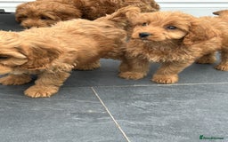 Cockapoo dogs for sale: Cockapoos  - Image 21
