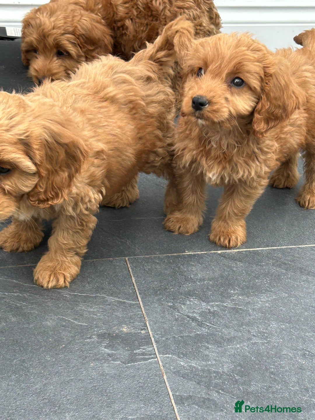 Cockapoo dogs for sale: Cockapoos  - Image 21
