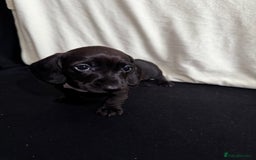 Dachshund dogs for sale: Miniature Dachshund Puppies  - Image 16
