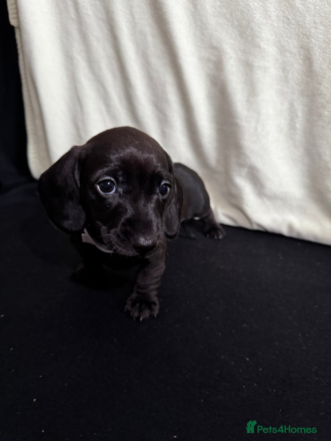Dachshund dogs for sale: Miniature Dachshund Puppies  - Image 16