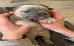 French Bulldog dogs for sale: Two French bulldog pups - Image 2