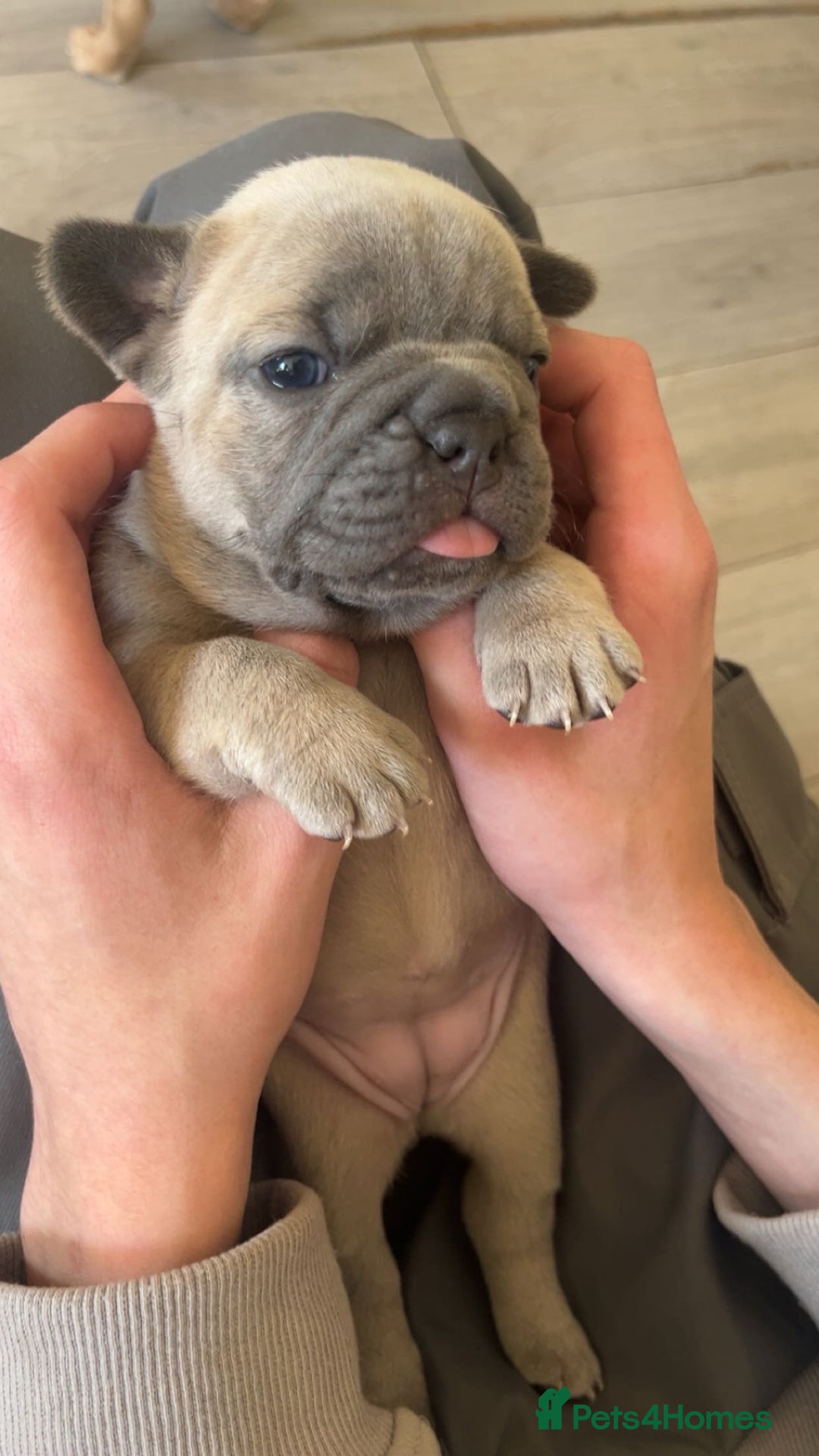 French Bulldog dogs for sale: Two French bulldog pups - Image 2